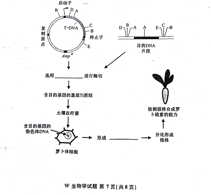 新高考2024九省聯(lián)考生物試卷及答案解析